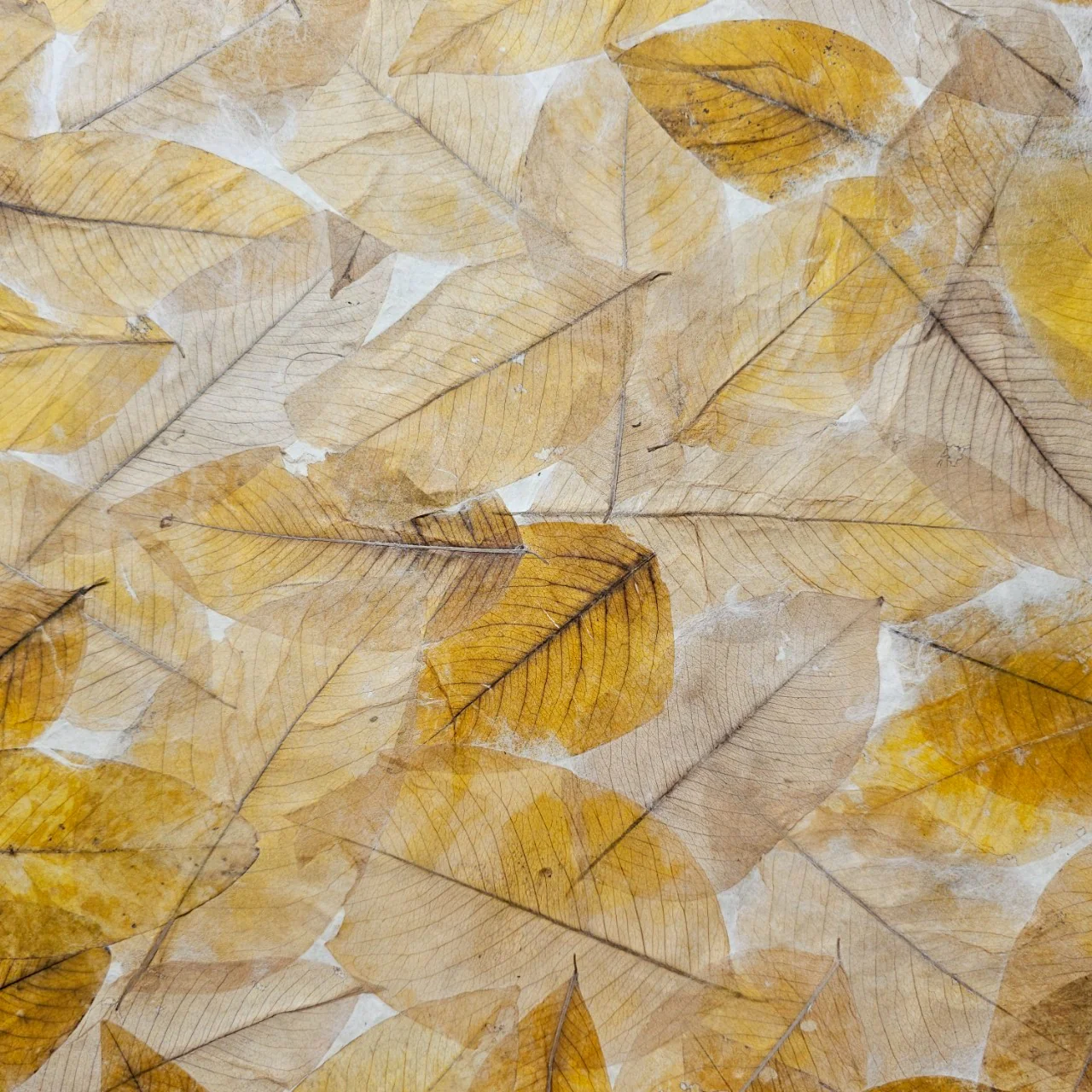 Handmade Cassia Leaf Kozo Paper - Image 4